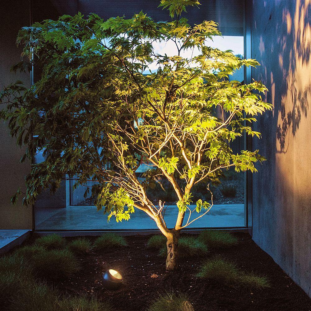 Clever Ways to Light Your Garden in The Winter