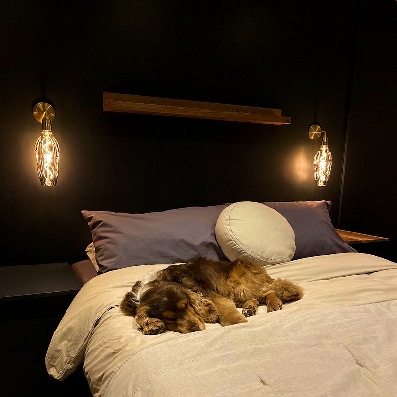 Dog lying on a bed with soft lighting in a bedroom setting