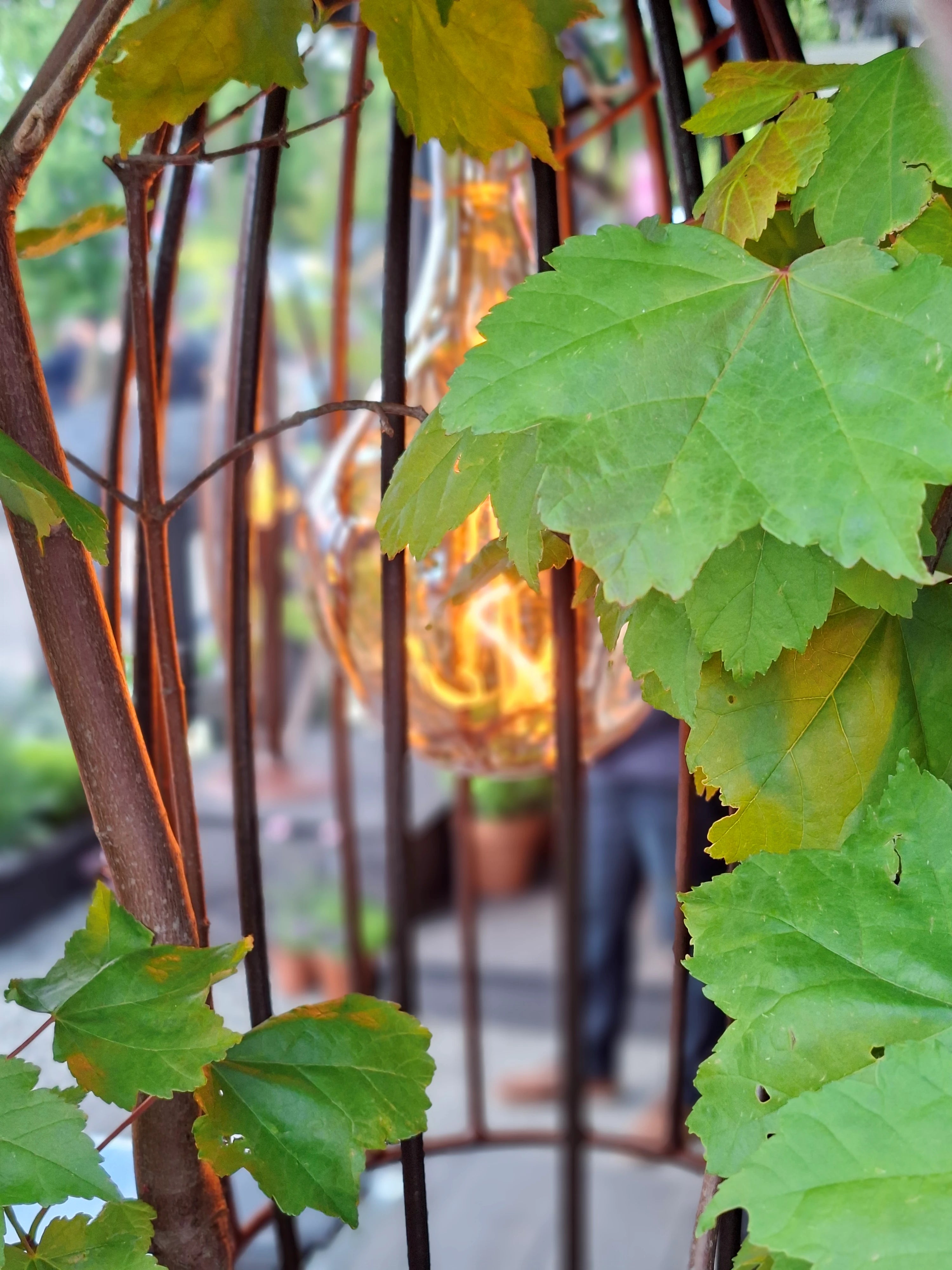 Green leaves in front of a blurred outdoor setting with plants and lights.